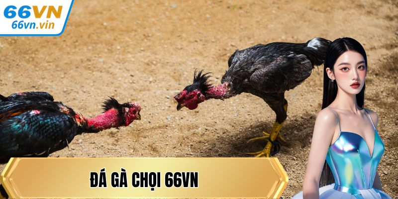 Đá gà chọi
