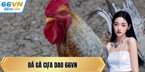 Đá gà cựa dao