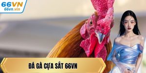 Đá gà cựa sắt