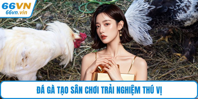 Đá gà tạo sân chơi trải nghiệm thú vị