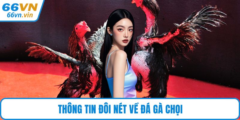 Thông tin đôi nét về đá gà chọi